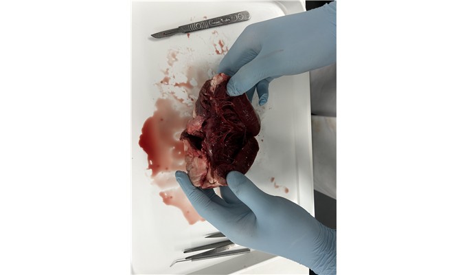 Year 12 Health and Social Care Explore the Human Heart &ndash; photo 77