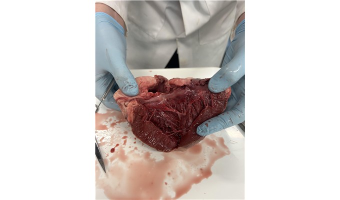 Year 12 Health and Social Care Explore the Human Heart &ndash; photo 78