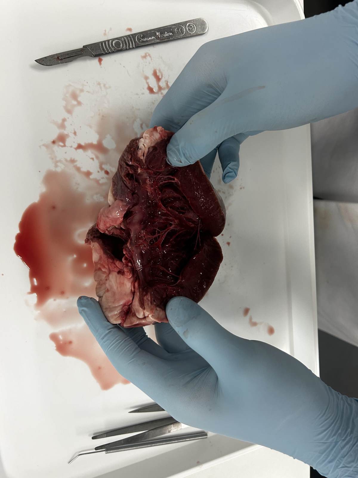 Year 12 Health and Social Care Explore the Human Heart – photo 77
