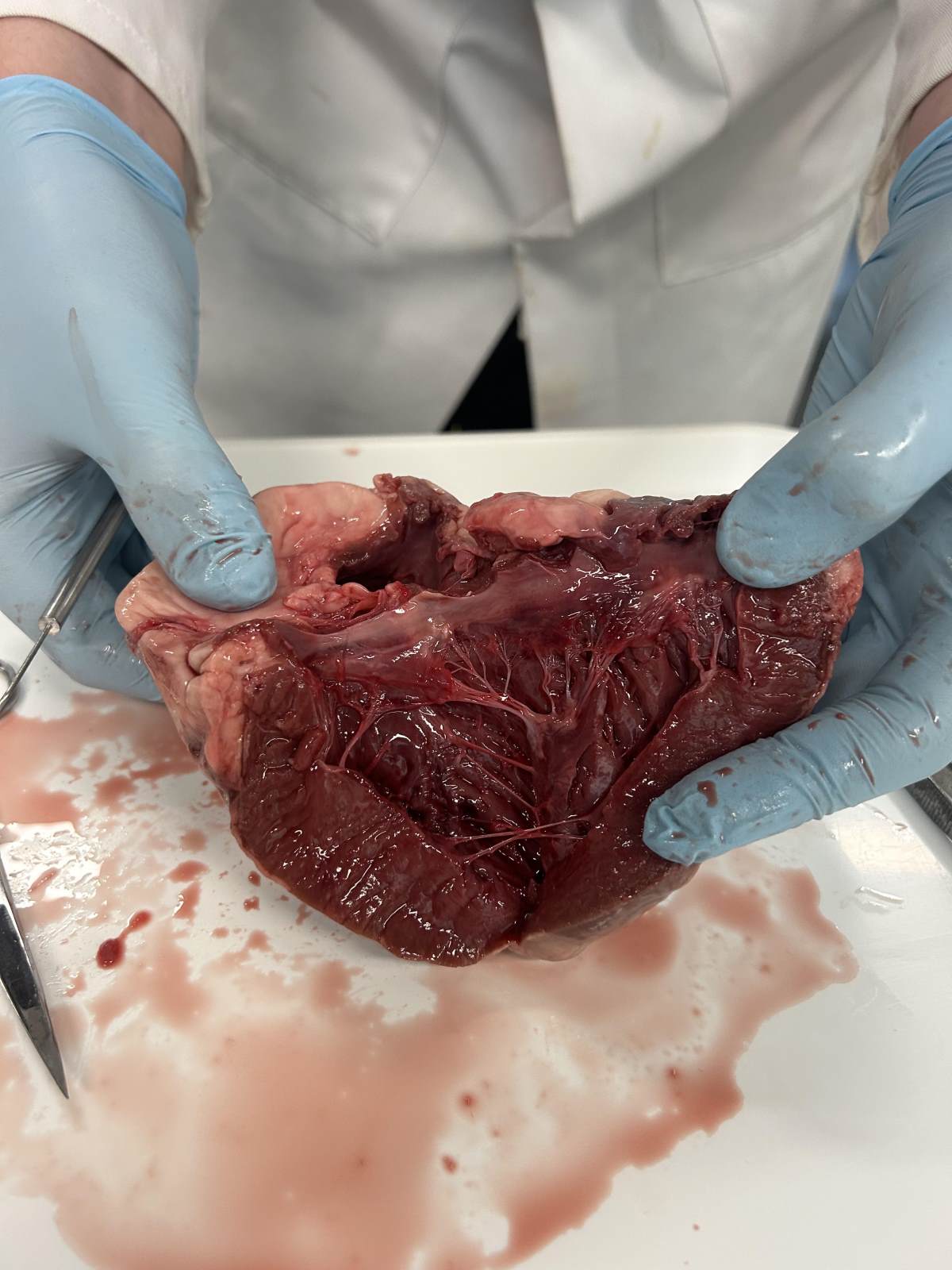 Year 12 Health and Social Care Explore the Human Heart – photo 78